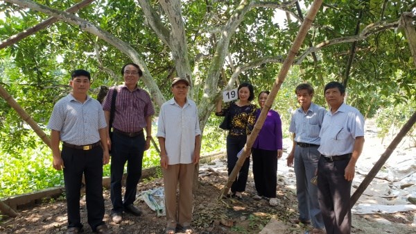 Hội đồng bình tuyển cây đầu dòng giống bưởi Thồ tại Bạch Hạ, Phú Xuyên