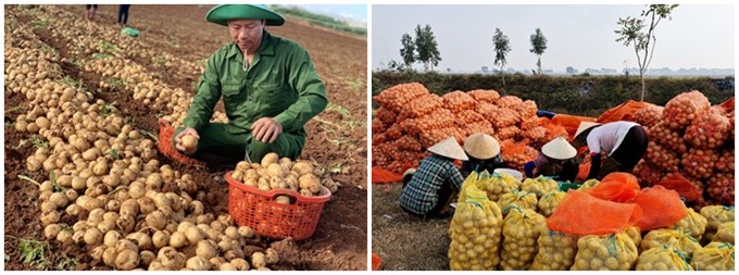 Thông qua dự án “Khoai tây quê hương”, Orion góp phần nâng cao hiệu quả, năng suất canh tác khoai tây giống tại Việt Nam.