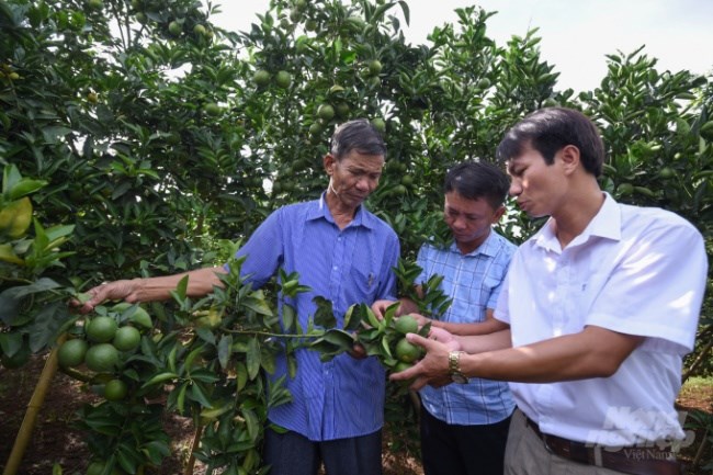 TS Hà Viết Cường cảnh báo Greening là mối nguy hiểm nhất đối với cây có múi hiện nay. Ảnh: TL