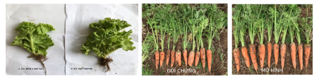Kết quả thực hiện mô hình sử dụng chế phẩm vi sinh vật quang dưỡng trong sản xuất rau xà lách và cà rốt tại huyện Cẩm Giàng
