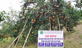 Thay thế lượng phân vô cơ bằng phân hữu cơ phù hợp cho cam sành tại Bắc Quang - Hà Giang và CS1 tại Cao Phong - Hoà Bình