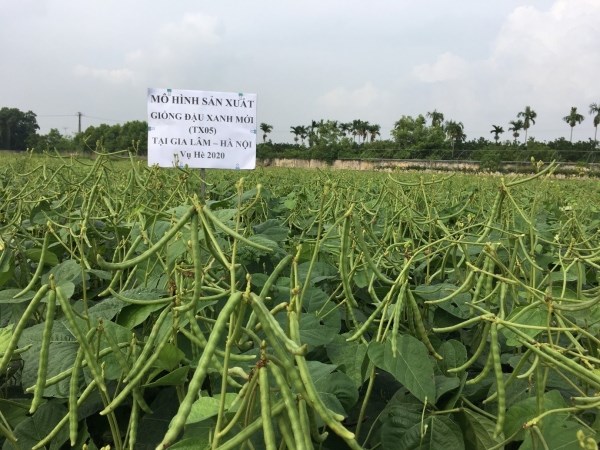 Giống Đậu xanh mới được chọn tạo tại Học viện Nông nghiệp Việt Nam
