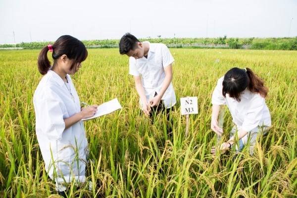 Sinh viên thực hành về chọn tạo giống cây lúa tại Học viện Nông nghiệp Việt Nam