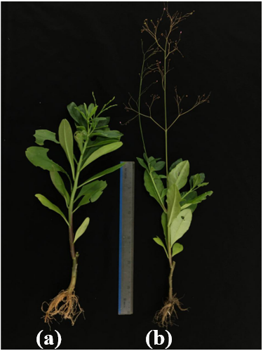 Phân biệt cây thuốc Thổ sâm (Talinum paniculatum (Jacq.) Gaertn.) và Thổ sâm ba cạnh (Talinum triangulare (Jacq.) Willd.) bằng đặc điểm thực vật học