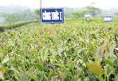 Nghiên cứu ảnh hưởng của liều lượng và tỷ lệ phân bón đến năng suất và chất lượng nguyên liệu của giống chè PH10