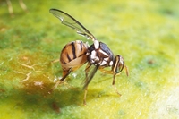 Kiểm soát ruồi đục quả bằng phương pháp khử đực Sterile Insect Technique  tiềm năng và triển vọng áp dụng tại Việt Nam