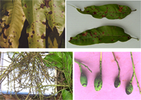 Tuyển chọn nấm Trichoderma spp có khả năng đối kháng với tác nhân gây bệnh thán thư trên cây xoài