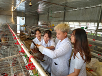 Giới thiệu công nghệ thụ tinh nhân tạo gia cầm, thuỷ cầm và các loài chim nuôi thương phẩm của Học viện Nông nghiệp Việt Nam