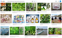 Tổng quan về một số loài thảo dược dùng trong Nuôi trồng thuỷ sản