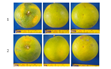 Đặc tính hình thái thực vật của cây cam Soàn Citrus sinensis L  cv Soan không hạt được phát hiện tại tỉnh Hậu Giang