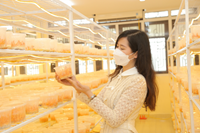Doanh nghiệp khoa học công nghệ của Học viện Nông nghiệp Việt Nam chế tạo thực phẩm bảo vệ sức khỏe từ dược liệu quý