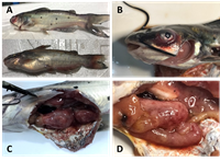 Thử nghiệm kết hợp nano bạc và florfenicol trong điều trị bệnh do vi khuẩn Aeromonas veronii trên cá nheo Mỹ Ictalurus punctatus