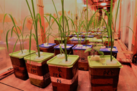Quá trình nitrat hóa trong hệ thống tưới tiết kiệm nước có thể làm thay đổi mối quan hệ cạnh tranh lúa và cỏ dại