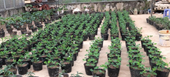 Ảnh hưởng của biochar đến sinh trưởng, sinh lý và năng suất lạc Arachis hypogaea L  trong điều kiện mặn