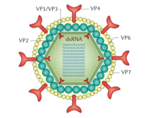 Sự lưu hành của Rotavirus gây tiêu chảy trên đàn bò tại Nghệ An và vùng phụ cận