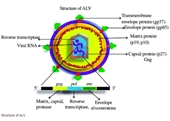 Một số đặc tính sinh học phân tử của virus gây bệnh Leucosis ở gà nuôi tại một số tỉnh phía Bắc Việt Nam