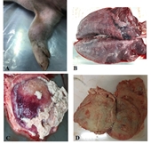 Tỷ lệ nhiễm Mycoplasma hyorhinis ở lợn tại một số huyện ở tỉnh Hưng Yên