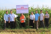 Giống ngô lai VNUA36 Kết quả xây dựng các điểm trình diễn thương phẩm trong vụ Xuân 2022 tại Phú Thọ, Ninh Bình và Thanh Hóa