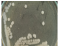 Nghiên cứu phương pháp xác định vi khuẩn Bacillus thuringiensis trong một số chế phẩm vi sinh