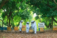 Áp dụng công nghệ 4 0 trong nuôi ong