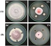 Nghiên cứu đặc tính đối kháng với nấm fusarium oxysporum gây bệnh trên chuối của chủng xạ khuẩn streptomyces sp Vnua27