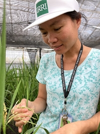 Làm quen với một Nhà khoa học Viện Nghiên cứu lúa quốc tế IRRI  Vân Schepler Lưu, Trưởng nhóm Bệnh thực vật và Nhóm kháng thực vật ký chủ