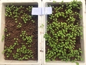 Ứng dụng kỹ thuật compost hiếu khí xử lý xác lợn mắc bệnh dịch tả lợn Châu Phi tại một số tỉnh miền Bắc Việt Nam