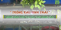 Trồng rau sinh thái, hái rau thu trứng mỏi tay