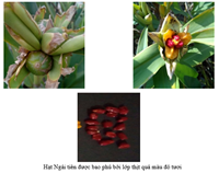 Đánh giá đặc điểm hoa, quả, hạt và chất lượng hạt phấn của các mẫu giống Ngải tiên Hedychium spp  trồng tại Gia Lâm, Hà Nội