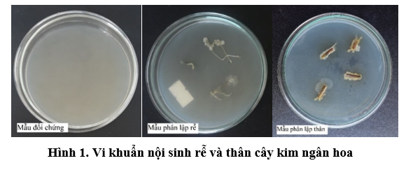 Phân lập, tuyển chọn và đánh giá điều kiện tổng hợp IAA của một số chủng vi khuẩn nội sinh cây Kim ngân