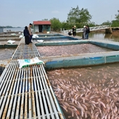 Tại sao không Cá Tầm nuôi thương phẩm nước lợ