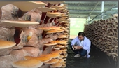 Học viện Nông nghiệp Việt Nam đi đầu trong đào tạo nguồn nhân lực ngành nấm