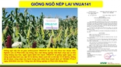 Công tác nghiên cứu chọn tạo giống ngô tại Học viện Nông nghiệp Việt Nam