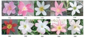 Đa dạng về đặc điểm hình thái và nhân giống hoa huệ mưa tóc tiên tại Việt Nam