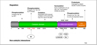 Cơ chế hoạt động, hoạt tính sinh học và các hợp chất ức chế Protein Tyrosin Phosphatase 1B