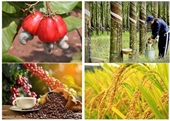 Vai trò của “Công nghệ sinh học” trong phát triển nông nghiệp bền vững và đảm bảo an ninh lương thực