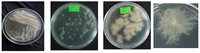 Phân lập, định danh vi khuẩn bacillus mycoides bằng trình tự gen 16S rRNA