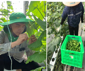 Mùa hè đáng nhớ của sinh viên khoa Nông học, Học viện Nông nghiệp Việt Nam