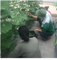 Sinh viên ngành Nông nghiệp công nghệ cao, khoa Nông học, Học viện Nông nghiệp Việt Nam tham gia thực tập hè tại Nông trường WINECO Hà Nam