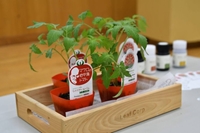 Công nghệ chỉnh sửa gen tạo giống cà chua có hàm lượng GABA cao