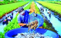 Xây dựng và phát triển Nông nghiệp sinh thái Một tầm nhìn thời đại, một triết lý phát triển từ thực tiễn Việt Nam