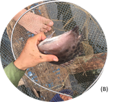 Nghiên cứu thử nghiệm các phương pháp thụ tinh trong sinh sản nhân tạo cá nâu Scatophagus argus