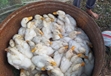 Tình hình bệnh do virus Tembusu gây ra ở vịt nuôi tại một số tỉnh miền Bắc Việt Nam
