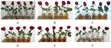 Nghiên cứu sử dụng chế phẩm nano bạc trong bảo quản hoa hồng sau thu hoạch