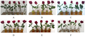 Nghiên cứu sử dụng chế phẩm nano bạc trong bảo quản hoa hồng sau thu hoạch