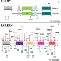Phát hiện một đột biến mới ở gen FBXO7 gây bệnh Parkinson