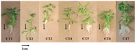 Nghiên cứu cảm ứng và bước đầu nhân nuôi sinh khối rễ cây dược liệu rau đắng đất Glinus oppositifolius L
