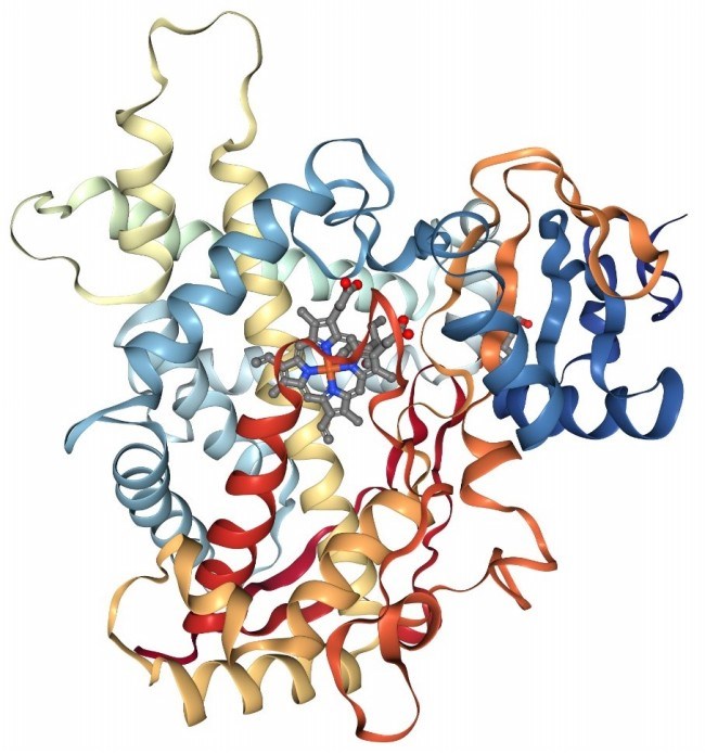 Tác động của thực phẩm tới hoạt động chuyển hóa thuốc của hệ enzyme P450 trong cơ thể người