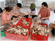 Học viện Nông nghiệp Việt Nam đầu tư nghiên cứu khoa học cho sinh viên chuyên ngành nấm ăn, nấm dược liệu