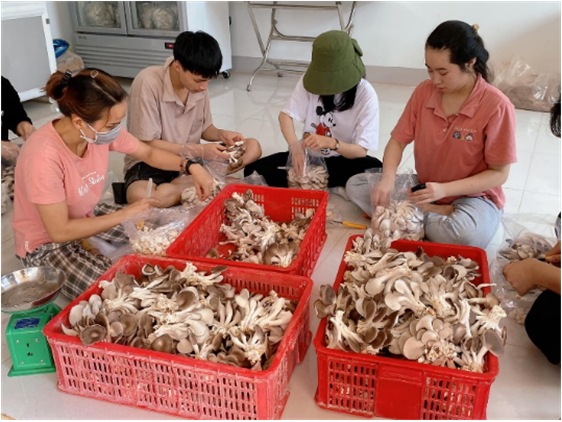 Học viện Nông nghiệp Việt Nam đầu tư nghiên cứu khoa học cho sinh viên chuyên ngành nấm ăn, nấm dược liệu